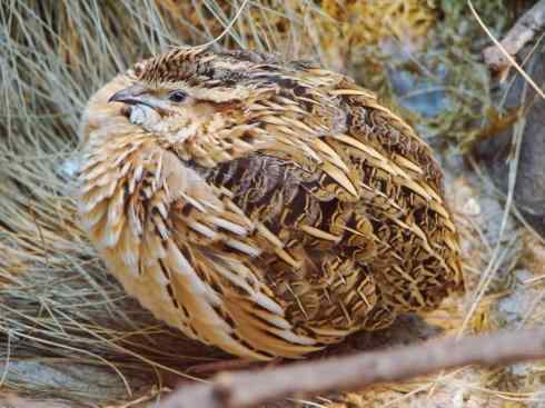 凤凰：传说的鸟原型探秘（鹌鹑）