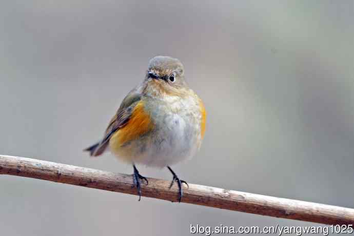 昨天好收获（雌性红胁蓝尾鸲）