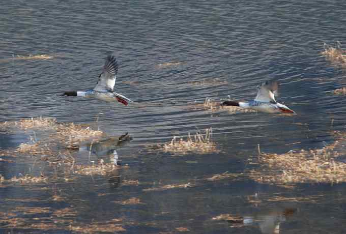 普沙鸭的幸福生活