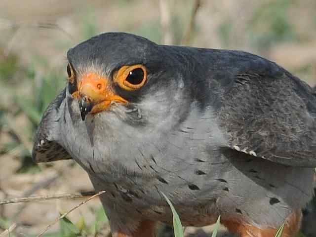 阿穆尔隼咏叹 阿穆尔隼咏叹