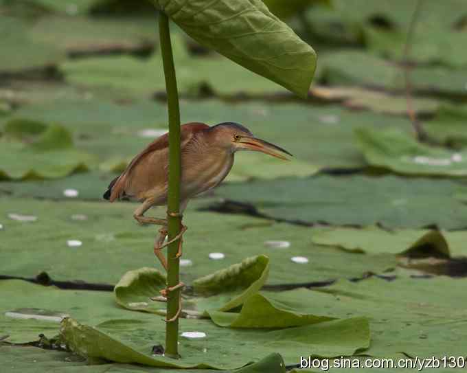 漂亮的钢管舞（组图，10张图片）