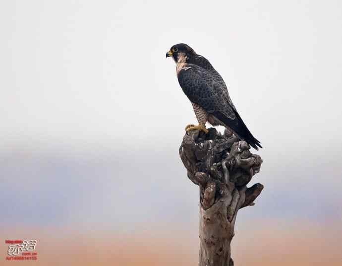 官厅水库&nbsp;wbr路&nbsp;wbr世界上飞行甚快的鸟：游隼