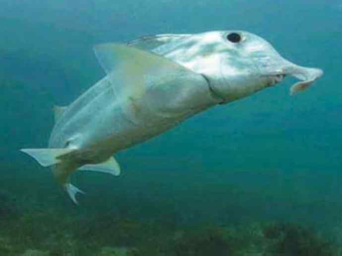 鱼类活化石：叶吻银鲛