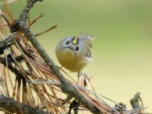 美丽无罪：雀鸟之地莺