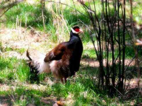 家禽驯化之源之五