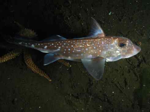 鱼类活化石：银鲛