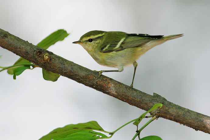 【综合】秋天拍的几只鸟