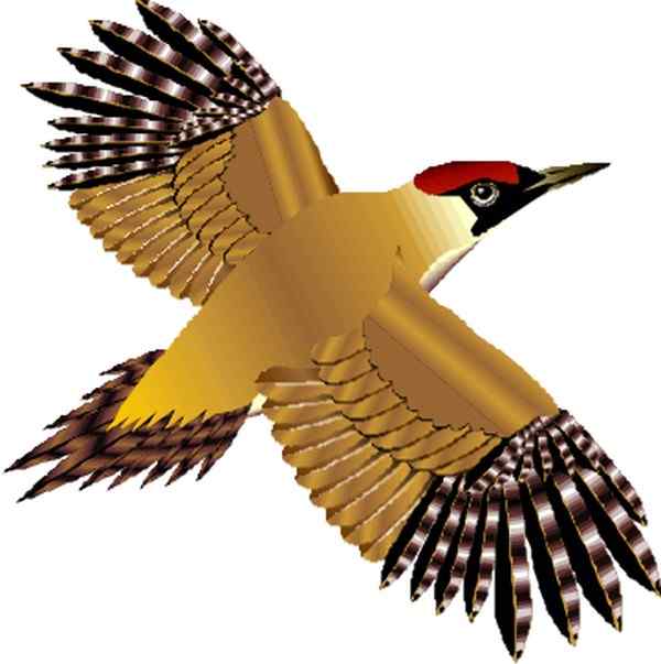 关于鸟类的成语