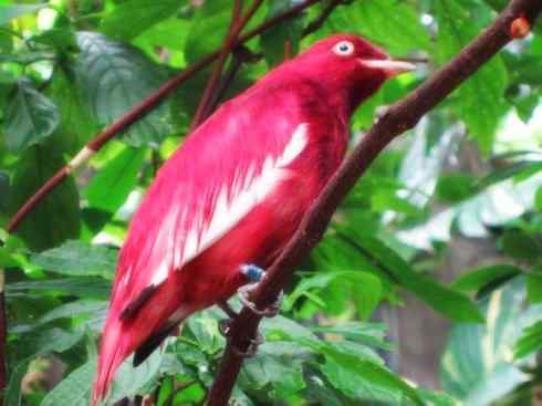 美丽无罪：雀鸟之欣赏