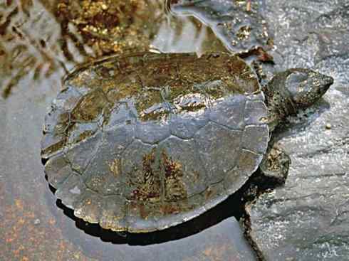 玄武：传说的兽原型探秘（澳洲长颈龟）