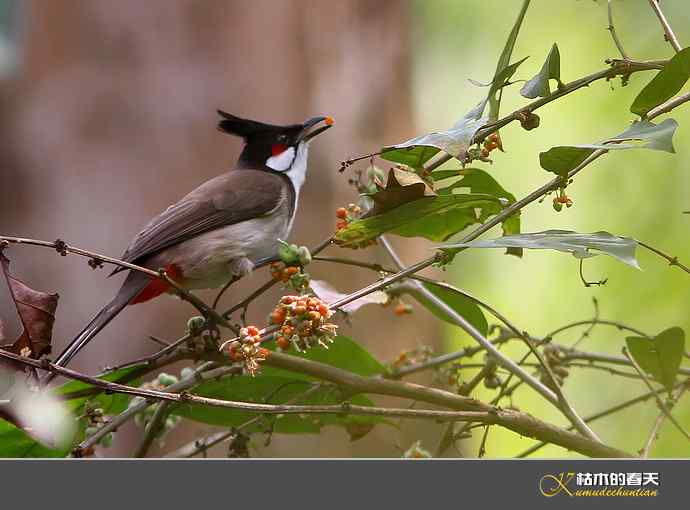 云南拍鸟：记录到九种鈥滒氢潯臼蹬摹