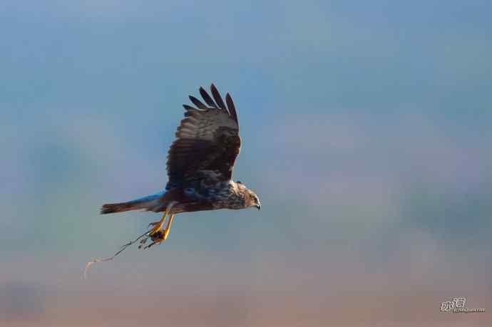 【行为-纪实】野鸭湖觅食的白腹鹞