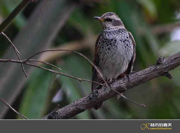 斑鸫&bull;宝兴歌鸫&bull;乌灰鸫【实拍】