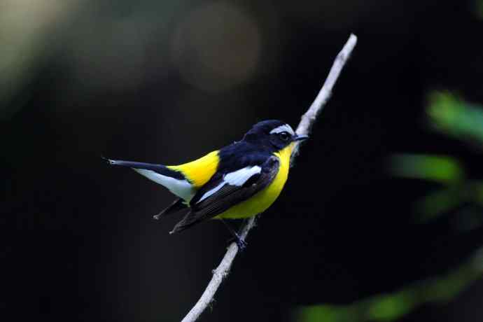 雄性白眉姬鹟（17）