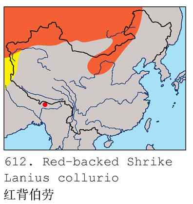 北疆“四大伯劳”收其三（组图，8张图片）