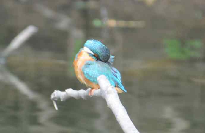 拍翠鸟（纪实）