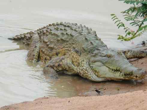 龙：传说的兽原型探秘（鳄类）