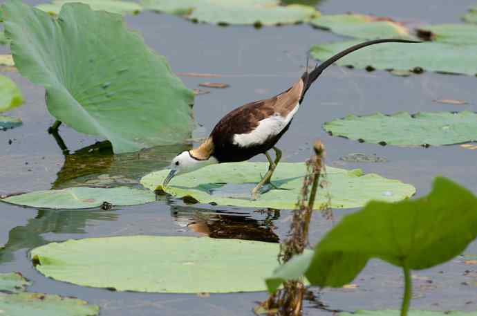 水雉：凌波一跃百媚生*