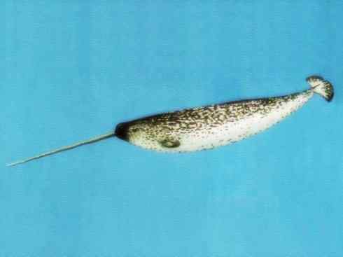 独角兽:传说的兽原型探秘(独角鲸) 独角兽:传说的兽原型探秘(独角鲸)