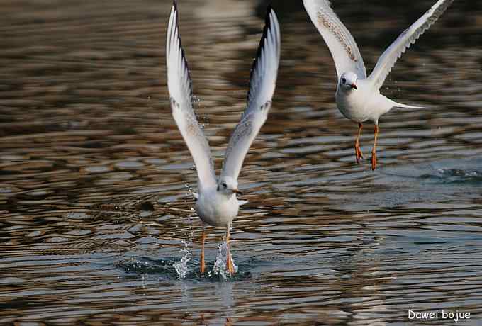 秋季到海滨来看鸟