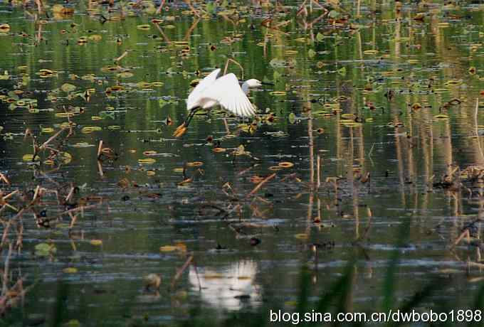 小白鹭黄昏捕鱼 小白鹭黄昏捕鱼