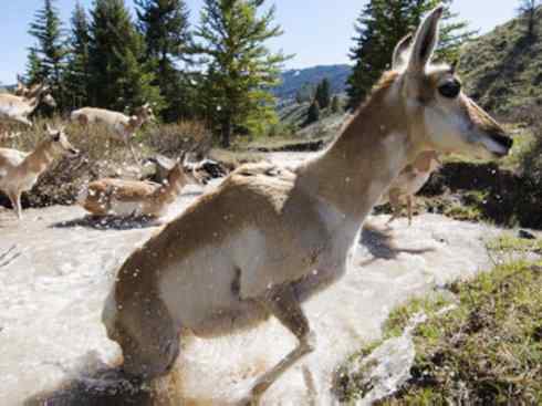 麒麟：传说的兽原型探秘（叉角羚）