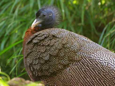 凤凰：传说中的鸟原型探秘（大眼斑雉）