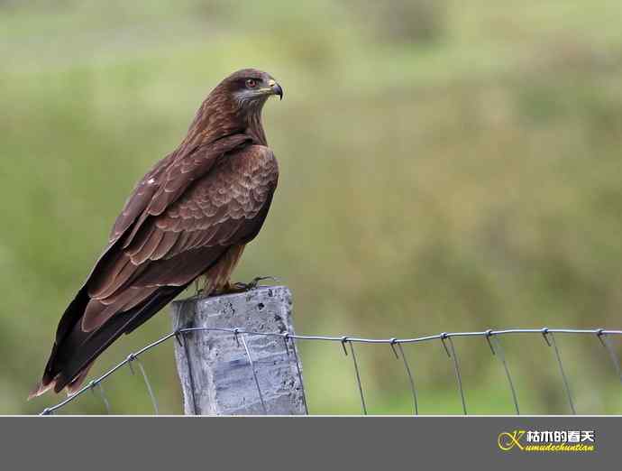 红原大草原的鈥満陴扳