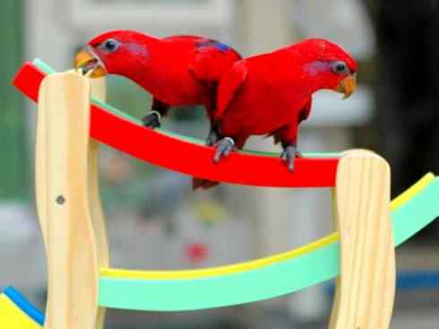 极品红色鸟类：红色吸蜜鹦鹉