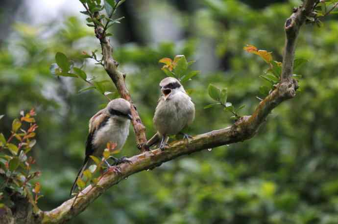 206.小伯劳成长记（2）雨中喂食
