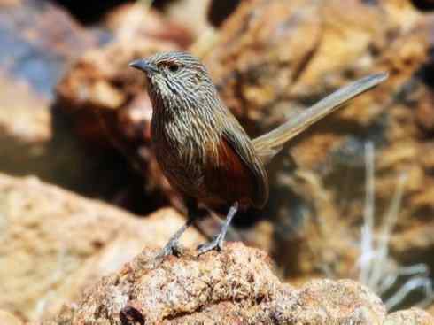 美丽无罪：雀鸟之鹩莺