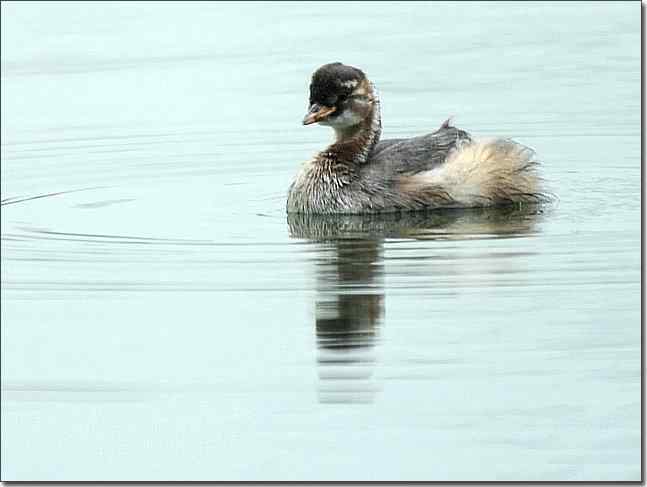 奥体公园观赏小鸊鷉