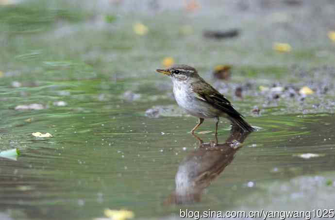 浴（极北柳莺）