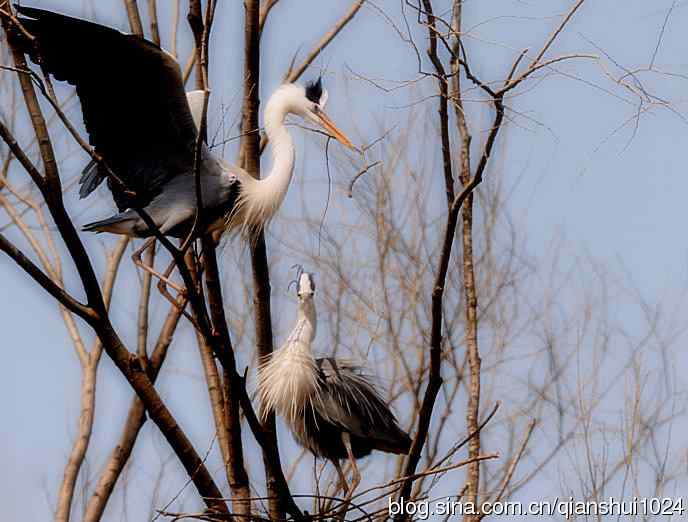苍鹭.枝条后面一对对