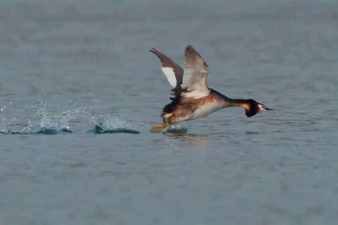 晨拍凤头鸊鷉 晨拍凤头鸊鷉
