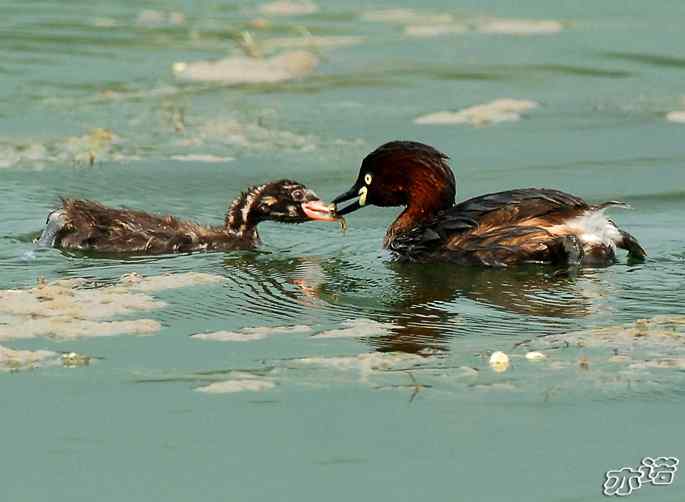 北京植物园拍鸟——小鸊鷉一家
