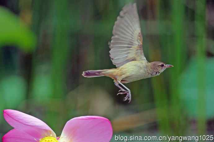 东方大苇莺与荷花（9）