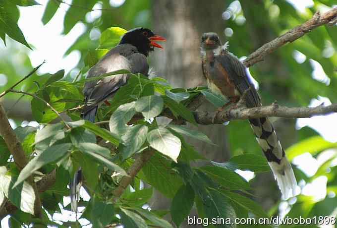 红嘴蓝鹊和它的宝宝