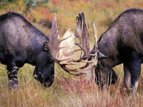 麒麟：传说的兽原型探秘（驼鹿）