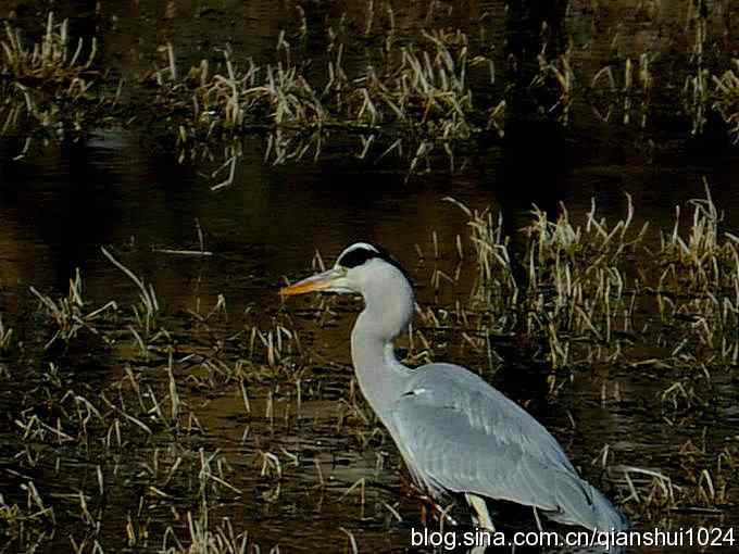 苍鹭抓鱼记(十渡)