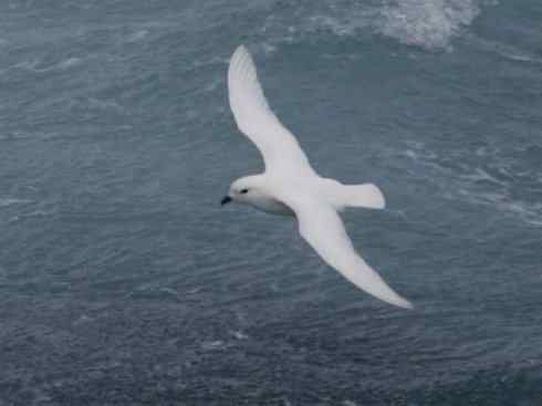 奇特的盔:雪海燕 奇特的盔:雪海燕