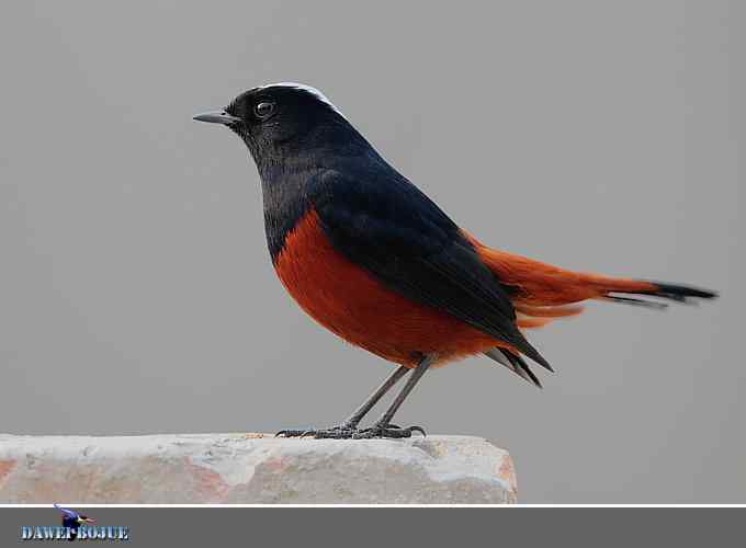戴贝雷帽の白顶溪鸲