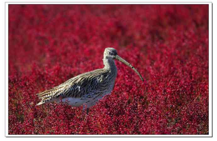 红海滩里的濒危杓鹬