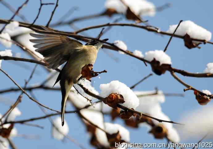 雪中觅食的白头鹎