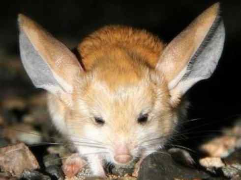 动物世界：山寨还是原创之八