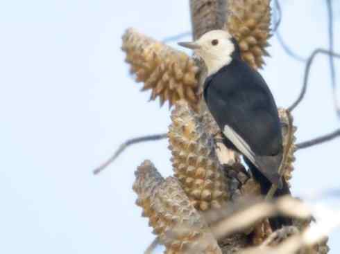 白头鸟系列:另类的美丽4 白头鸟系列:另类的美丽4