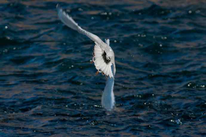 碧水飞侠.鹮嘴鹬