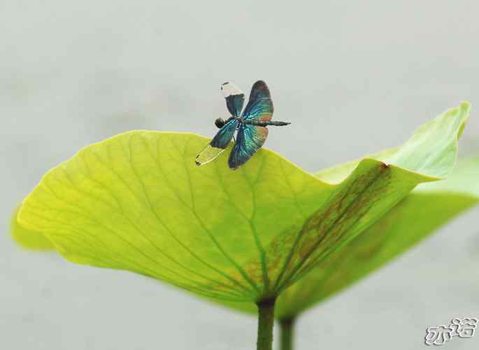 圆明园&nbsp;wbr路&nbsp;wbr黑丽翅蜻鈥斺敽商裂蘧