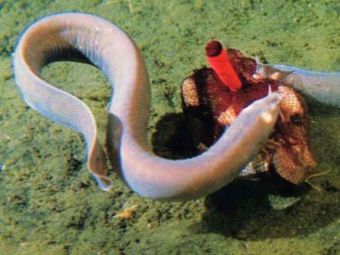 鱼类活化石：盲鳗