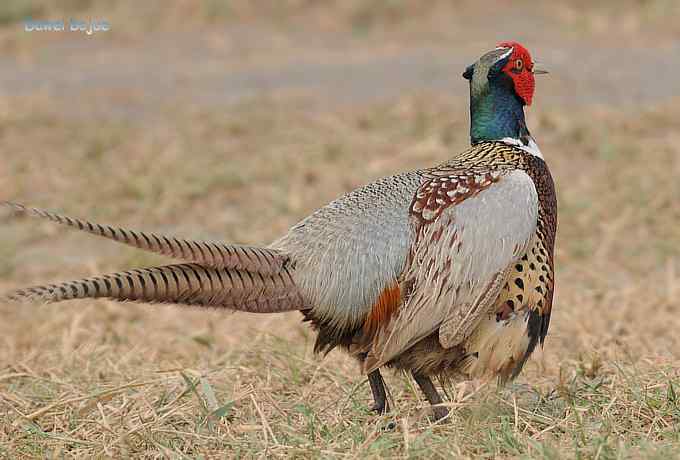 雄风大雉争欢斗勇